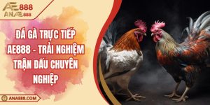 Đá Gà Trực Tiếp AE888 - Trải Nghiệm Trận Đấu Chuyên Nghiệp