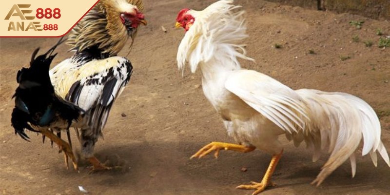 Các thuật ngữ liên quan đến trạng thái và thể thức đấu